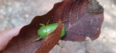 Chrysina psittacina