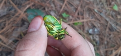Chrysina psittacina