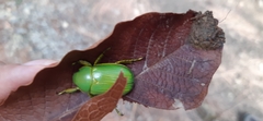 Chrysina psittacina
