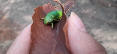 Chrysina psittacina