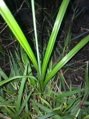 Chlorophytum saundersiae