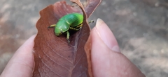 Chrysina psittacina