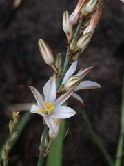 Chlorophytum saundersiae