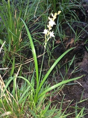 Chlorophytum saundersiae