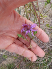 Symphyotrichum sericeum