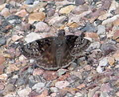 Erynnis meridianus