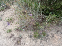 Symphyotrichum sericeum