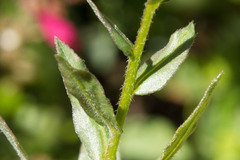 Hackelia velutina