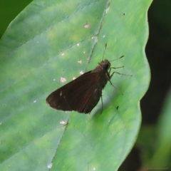 Pelopidas assamensis