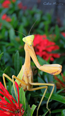 Stagmatoptera biocellata