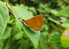 Loxura atymnus
