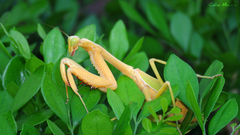 Stagmatoptera biocellata