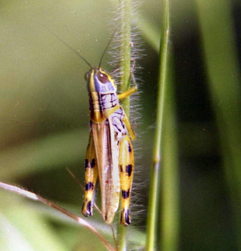 Kraussella amabile
