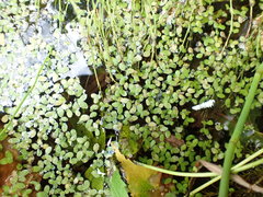 Lemna turionifera