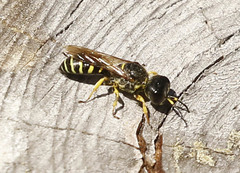Ectemnius arcuatus