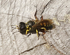 Ectemnius arcuatus