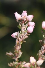 Erica parviflora
