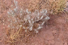 Krascheninnikovia lanata