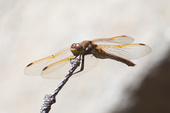Sympetrum madidum