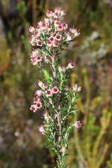 Erica lucida