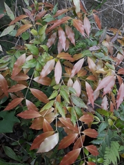Plinia cauliflora