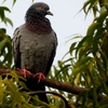 Sri Lanka Rock Pigeon - Photo (c) Siva301in, some rights reserved (CC BY-SA)