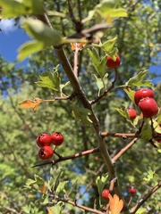 Crataegus