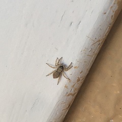 Menemerus bivittatus