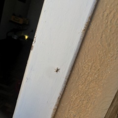 Menemerus bivittatus