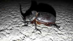 Oryctes nasicornis corniculatus