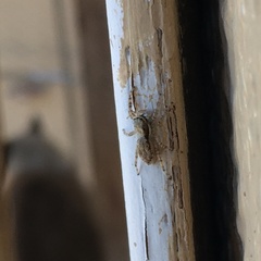 Menemerus bivittatus