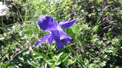 Aquilegia alpina