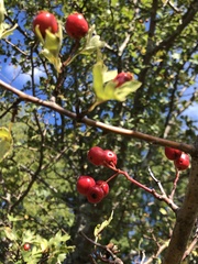 Crataegus
