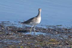 Tringa semipalmata semipalmata
