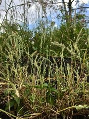 Aegopogon tenellus