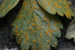 Phragmidium mexicanum