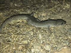 Xantusia vigilis