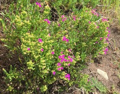 Ruschia macowanii