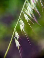 Aegopogon tenellus