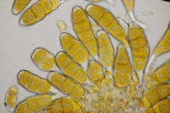 Phragmidium mexicanum