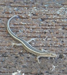 Cryptoblepharus pulcher