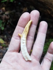 Trichoderma alutaceum