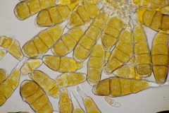 Phragmidium mexicanum