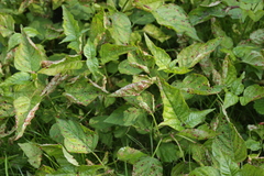 Puccinia circaeae