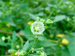 Kearnemalvastrum lacteum