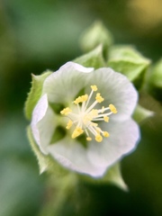 Kearnemalvastrum lacteum