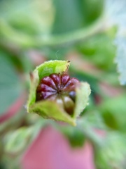 Kearnemalvastrum lacteum