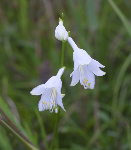 Hosta longissima iNat (3)