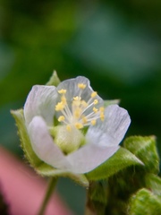 Kearnemalvastrum lacteum