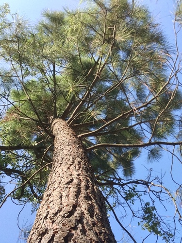 maritime pine
